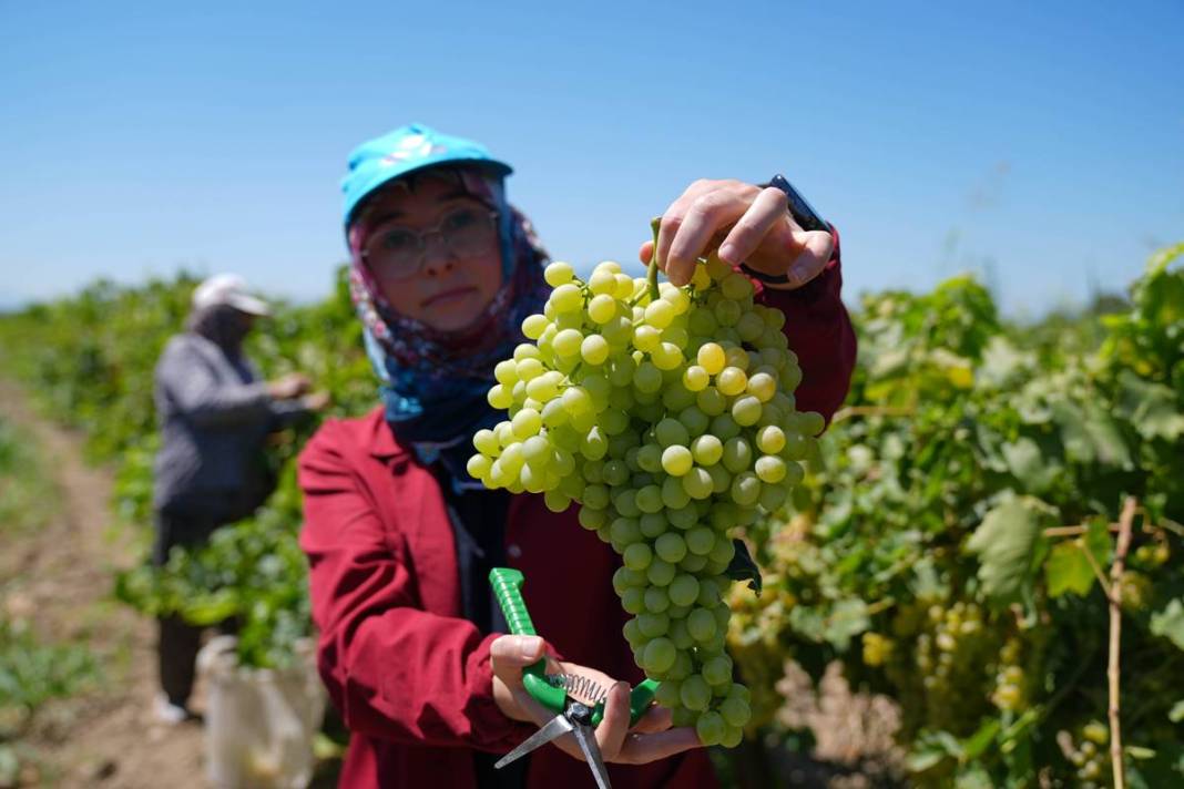 O kentte üzüm bereketi yaşanıyor: Hedef 250 bin ton! Avrupa ve Körfez ülkelerine gönderiliyor 7